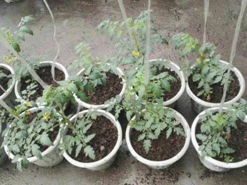 有機菌肥產品功效